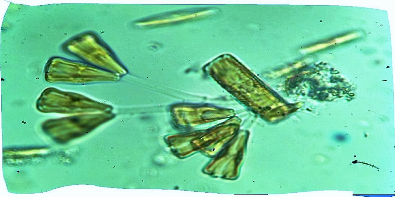 chlorophita?